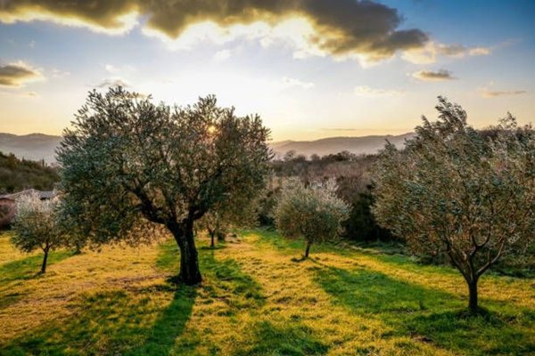 terreno agricolo in vendita a Perugia in zona Pila
