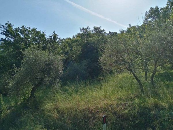 terreno agricolo in vendita a Piegaro in zona Castiglion Fosco