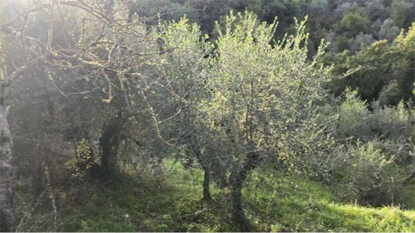 terreno agricolo in vendita a Piegaro in zona Castiglion Fosco
