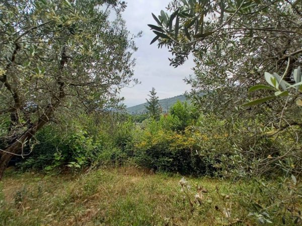 terreno agricolo in vendita a Spello