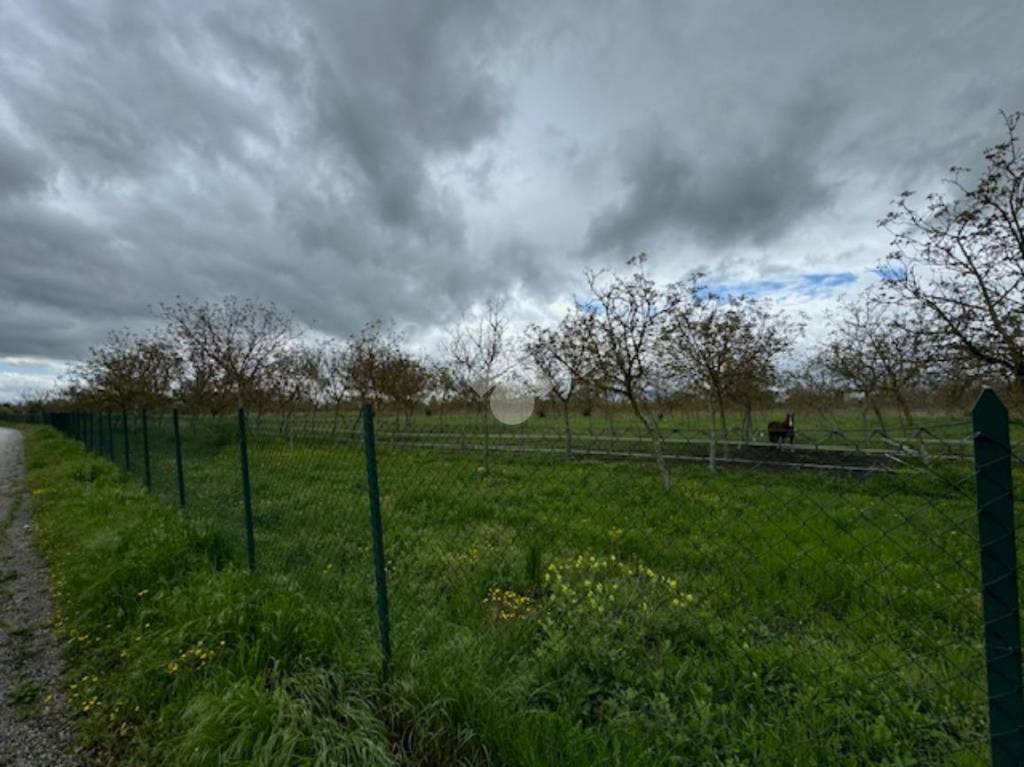 terreno agricolo in vendita a Spello