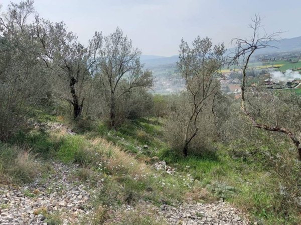 terreno agricolo in vendita a Spello