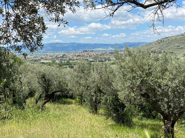 terreno agricolo in vendita a Spello