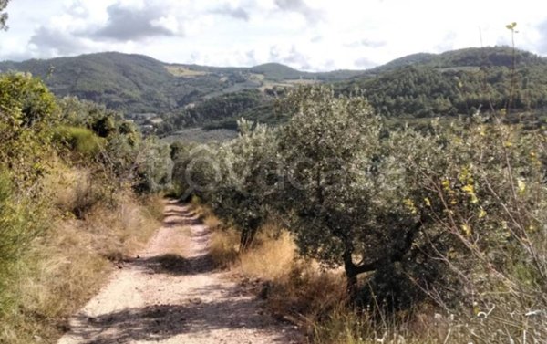terreno agricolo in vendita a Spello in zona Collepino