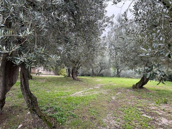 terreno agricolo in vendita a Spello in zona Collepino