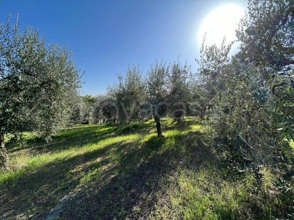 terreno agricolo in vendita a Spoleto