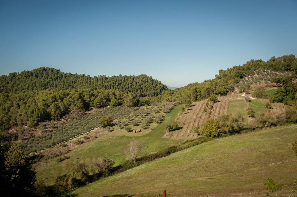 terreno agricolo in vendita a Spoleto in zona San Martino