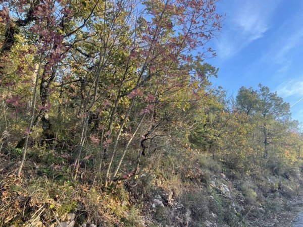 terreno agricolo in vendita a Spoleto