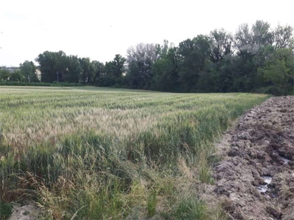 terreno agricolo in vendita a Spoleto