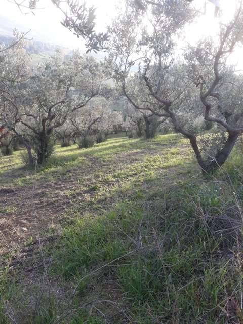 terreno agricolo in vendita a Spoleto in zona Pontebari