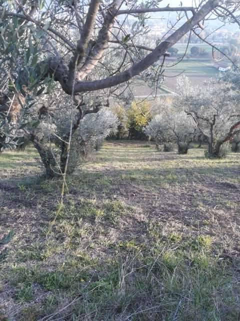terreno agricolo in vendita a Spoleto