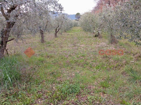 terreno agricolo in vendita a Spoleto in zona Morgnano