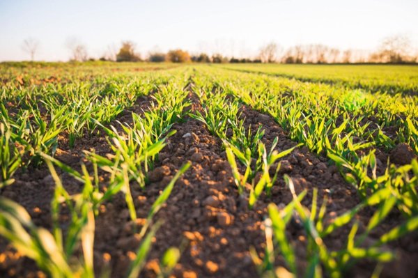 terreno agricolo in vendita a Spoleto in zona Morgnano