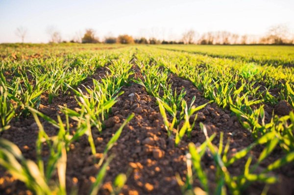 terreno agricolo in vendita a Spoleto in zona Morgnano