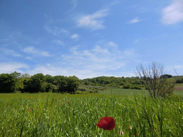 terreno agricolo in vendita a Todi in zona Ponterio