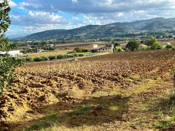 terreno agricolo in vendita a Torgiano