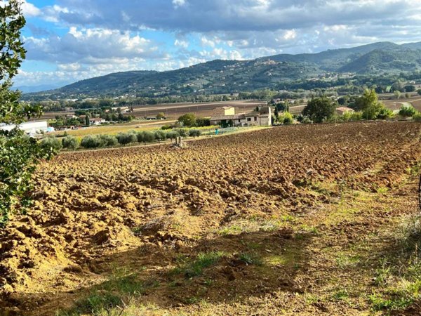 terreno agricolo in vendita a Torgiano