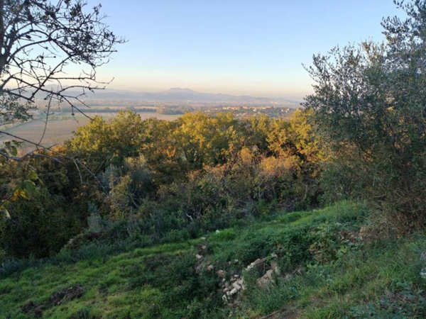 terreno agricolo in vendita a Torgiano