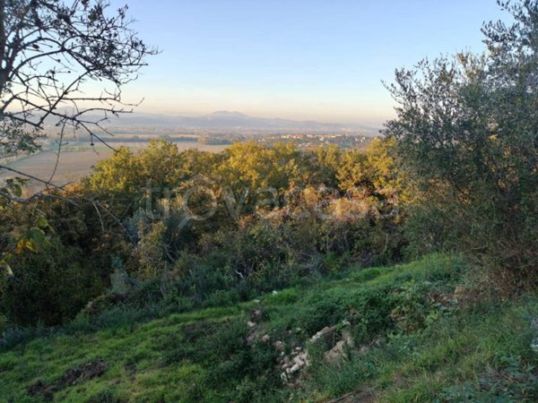 terreno agricolo in vendita a Torgiano