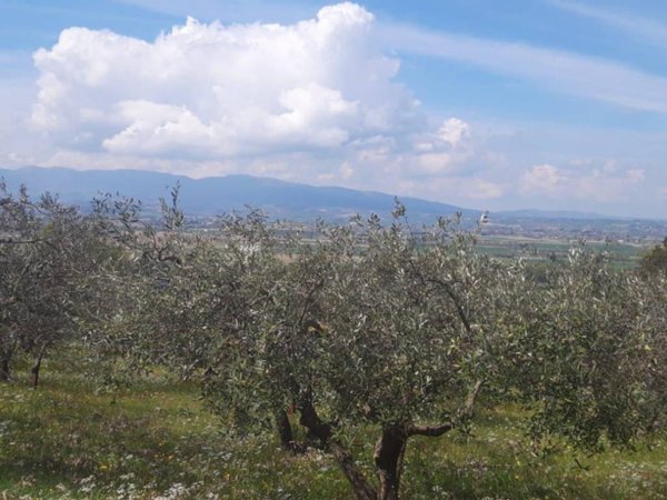terreno agricolo in vendita a Trevi