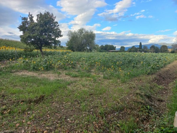 terreno agricolo in vendita a Trevi