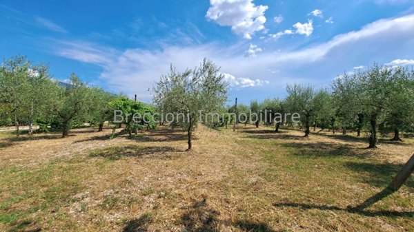 terreno agricolo in vendita a Trevi in zona Matigge/Li Celli