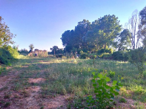 terreno agricolo in vendita a Tuoro sul Trasimeno in zona Vernazzano