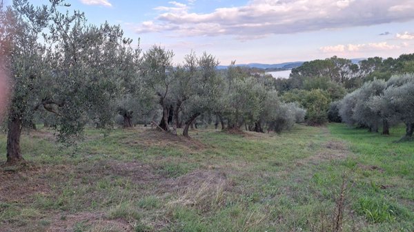 terreno agricolo in vendita a Tuoro sul Trasimeno