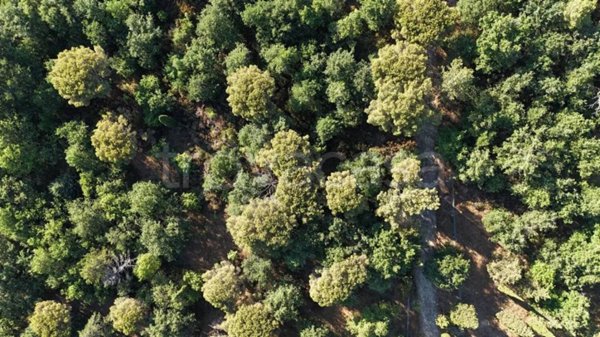 terreno agricolo in vendita a Tuoro sul Trasimeno