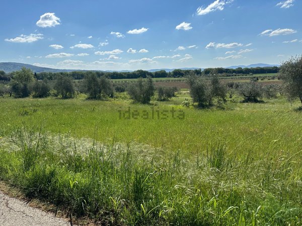 terreno agricolo in vendita a Tuoro sul Trasimeno