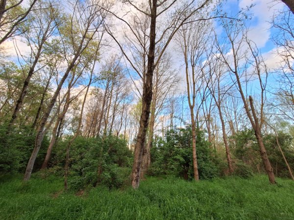 terreno edificabile in vendita a Tuoro sul Trasimeno