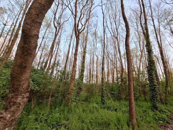 terreno in vendita a Tuoro sul Trasimeno