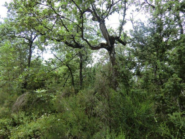 terreno edificabile in vendita a Tuoro sul Trasimeno in zona Vernazzano