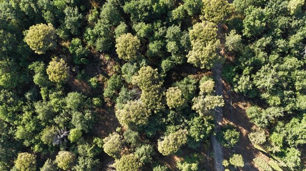 terreno in vendita a Tuoro sul Trasimeno in zona Vernazzano