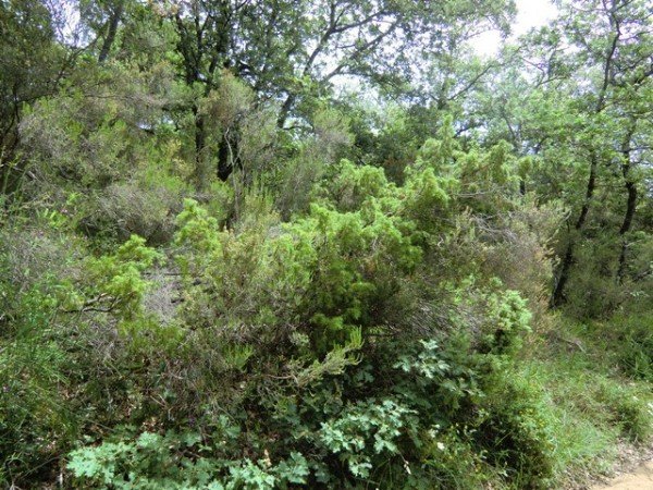 terreno in vendita a Tuoro sul Trasimeno in zona Vernazzano