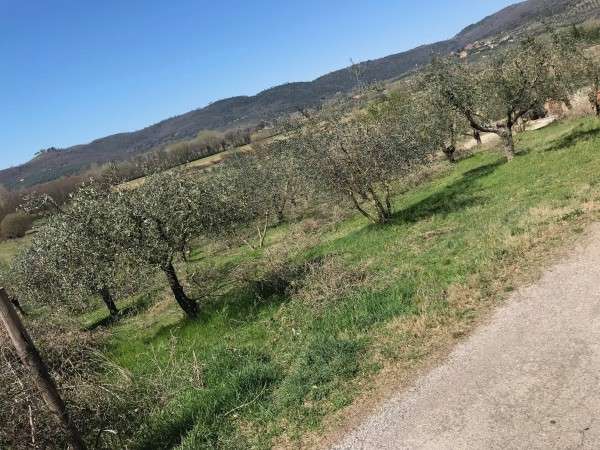 terreno in vendita a Tuoro sul Trasimeno