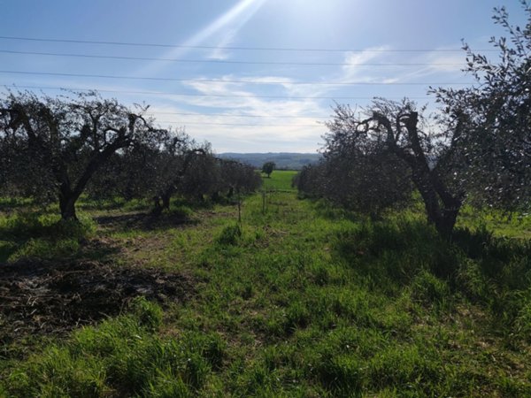 terreno agricolo in vendita ad Alviano