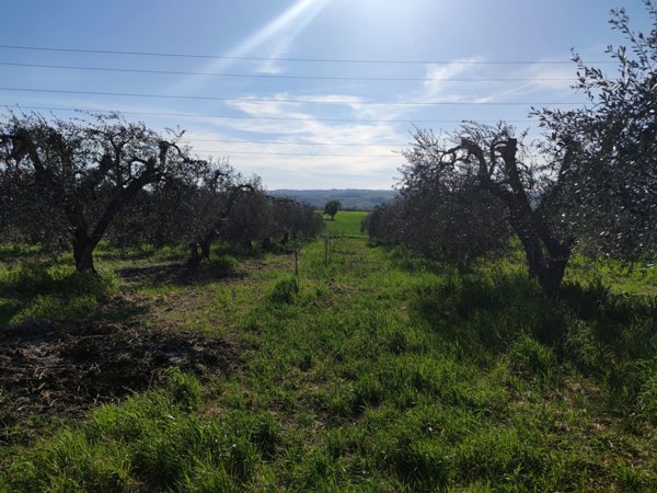 terreno agricolo in vendita ad Alviano