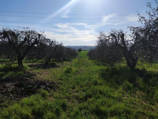 terreno agricolo in vendita ad Alviano