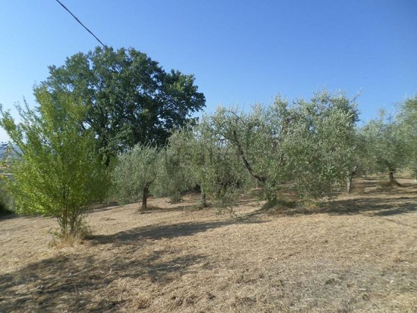 appartamento in vendita ad Alviano