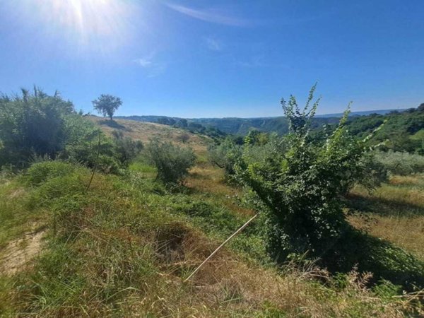 terreno agricolo in vendita ad Alviano