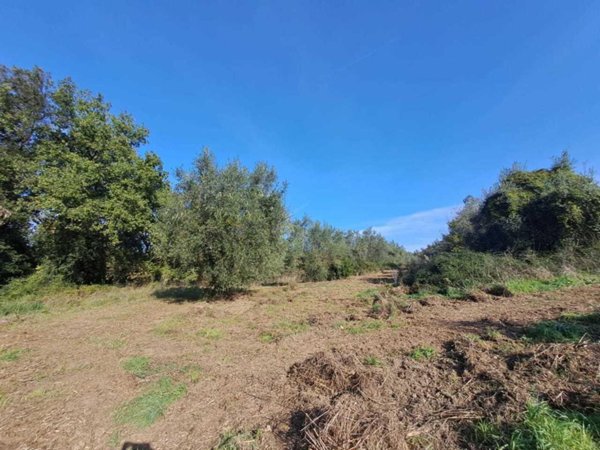 terreno agricolo in vendita ad Amelia