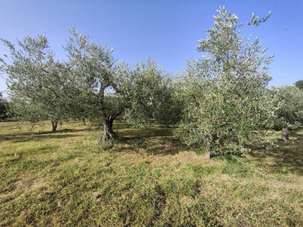 terreno agricolo in vendita ad Amelia