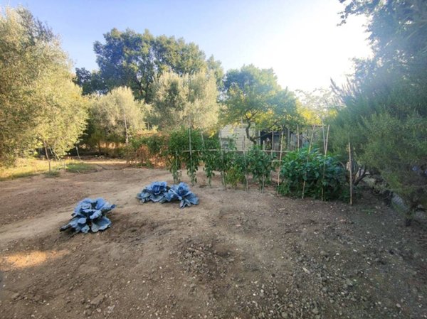 terreno agricolo in vendita ad Amelia