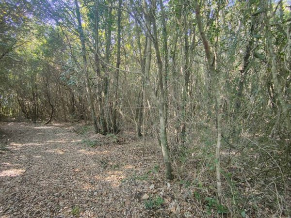 terreno agricolo in vendita ad Amelia