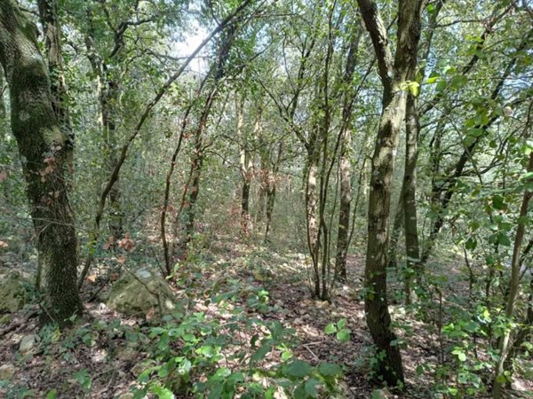 terreno agricolo in vendita ad Amelia