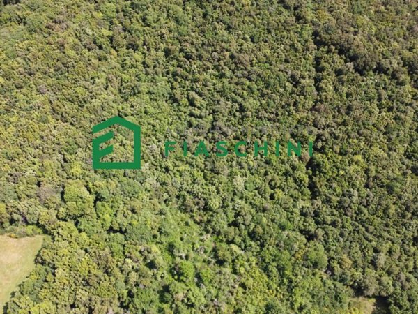 terreno agricolo in vendita ad Amelia
