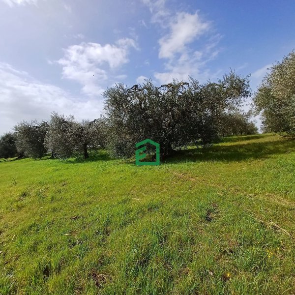 terreno agricolo in vendita ad Amelia