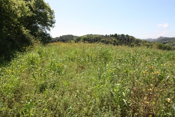 terreno agricolo in vendita ad Amelia