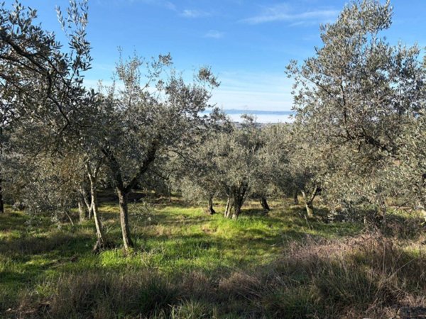 casa indipendente in vendita ad Amelia